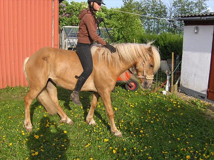 Haflinger Anna-Bell billede 8