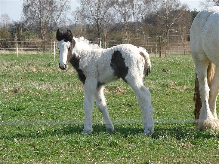 Irish Cob Stonewall Jackson - Stonewall 2 dage gammel :-) billede 1