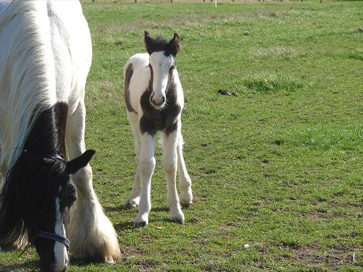 Irish Cob Stonewall Jackson billede 2