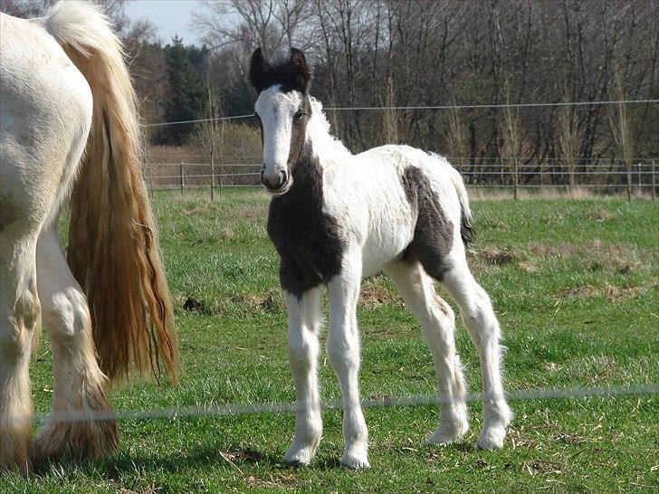 Irish Cob Stonewall Jackson billede 5