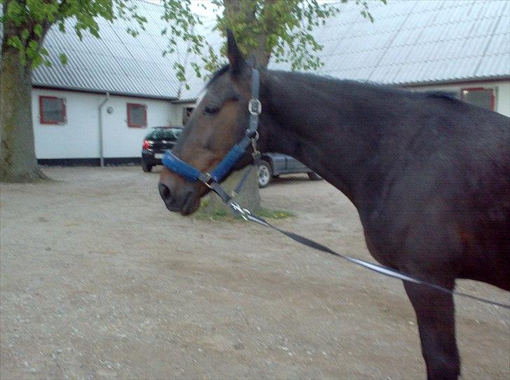 Traver Basse *Dixi Stenbäck* - Der mig og Ea lige havde Striglet ham :D billede 1