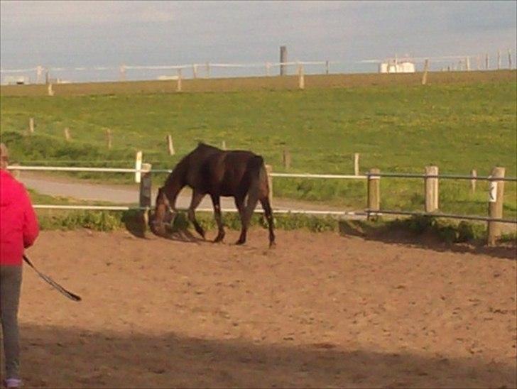 Traver Basse *Dixi Stenbäck* - Så kommer han lige på fold og hygger sig med at finde et sted og rulle sig :D billede 2