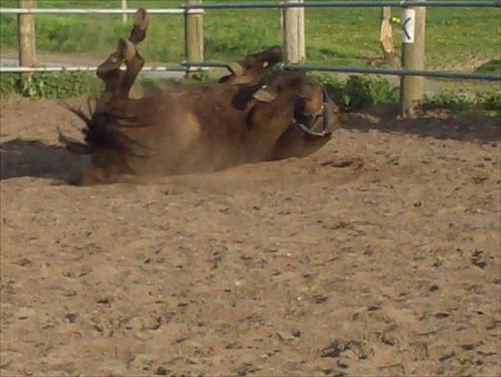 Traver Basse *Dixi Stenbäck* - Perfekt sted og rulle sig... :D billede 3