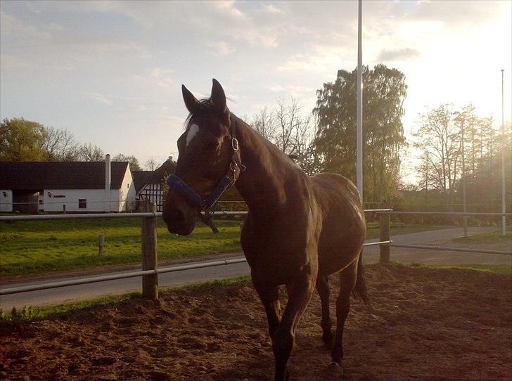 Traver Basse *Dixi Stenbäck* - Basse står på fold :D billede 4