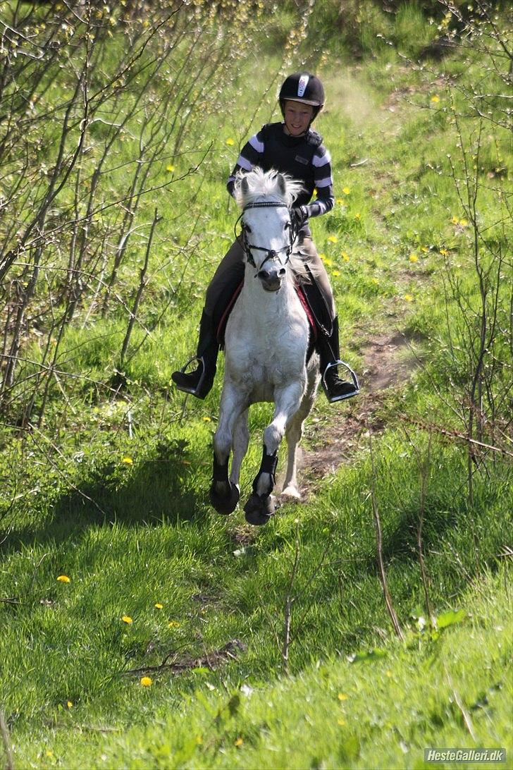 Welsh Pony (sec B) Milton - Jahu fuld fart på! billede 11