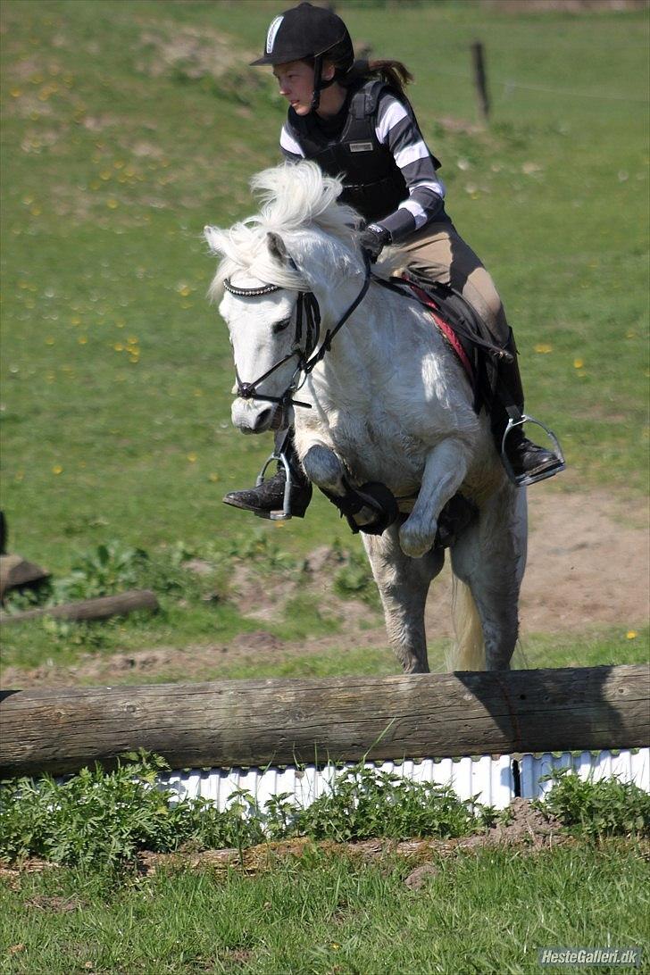 Welsh Pony (sec B) Milton - Military - Sønderskov billede 12