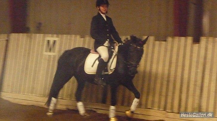 Anden særlig race Dina-SOLGT- - Jaja, til stævne er man jo blevet fin:P billede 11