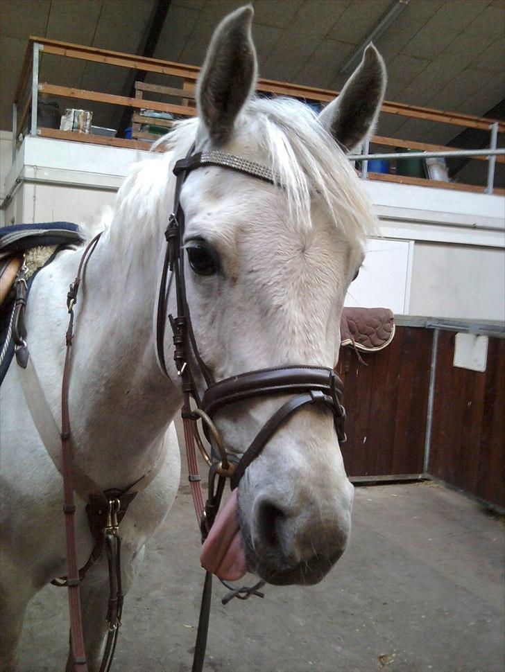 Anden særlig race Winston - Min pony er lidt sejere end de fleste :P billede 9