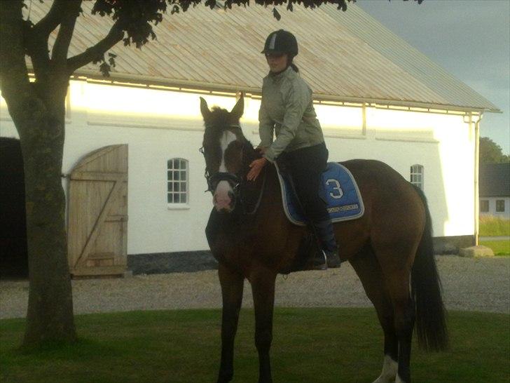 Svensk Varmblod Cordino R.I.P billede 5