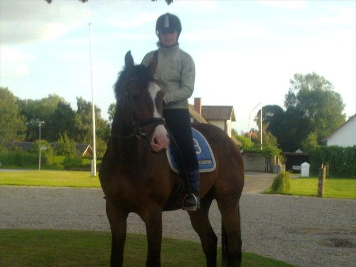 Svensk Varmblod Cordino R.I.P billede 2