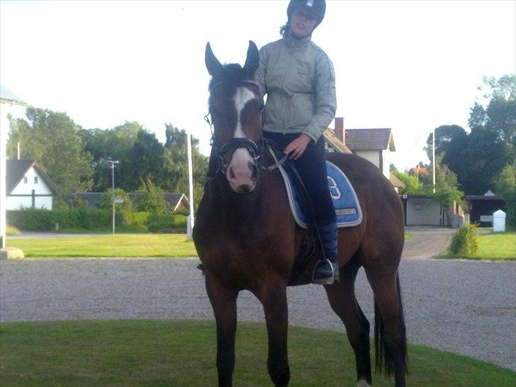 Svensk Varmblod Cordino R.I.P billede 3