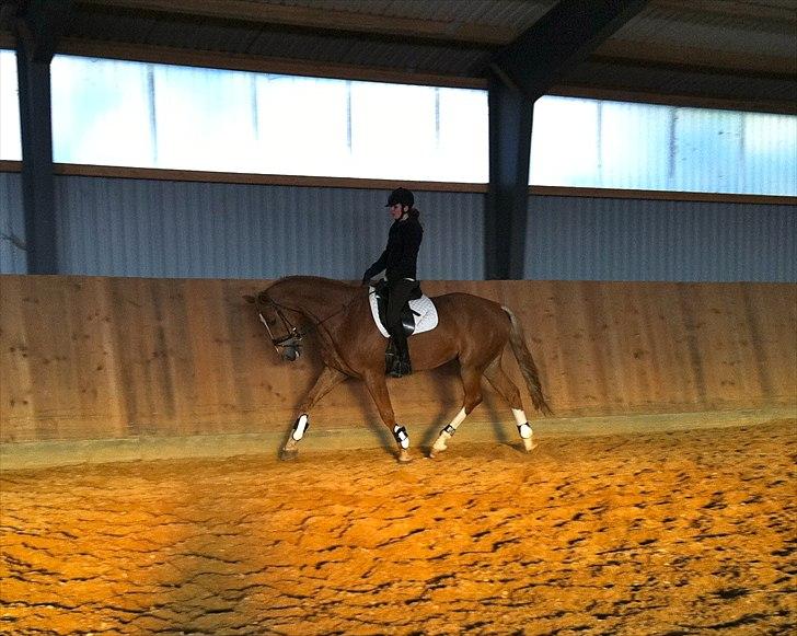 Dansk Varmblod Kuskehusets Wonder - Anden gang jeg prøve rider Wonder billede 2