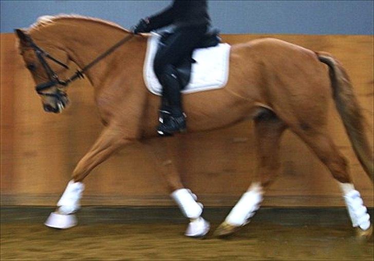 Dansk Varmblod Kuskehusets Wonder billede 5