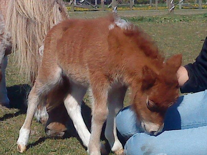 Dansk Miniature Highlight LB Tiny Flame billede 17