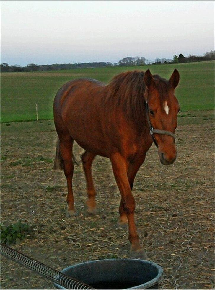 Anden særlig race Nikita - nr. 9, er hun bare ikk smuk. Ny billede 7