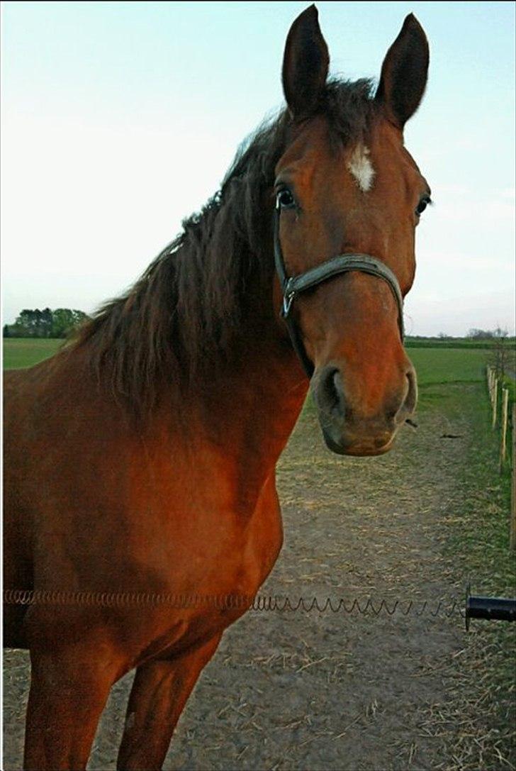 Anden særlig race Nikita - nr.13. Ny billede 8