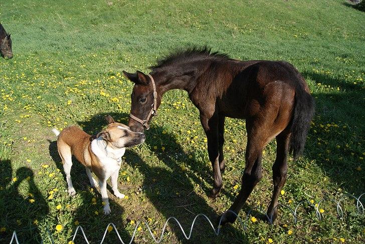 Dansk Varmblod Winther billede 12