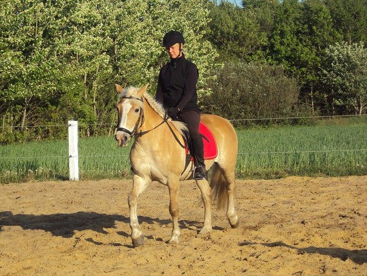 Tyroler Haflinger Bonny billede 6