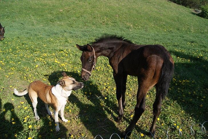 Dansk Varmblod Winther billede 13