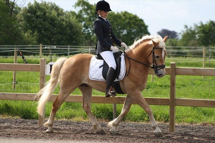 Haflinger Amadeo - Amadeo og jeg :D billede 4