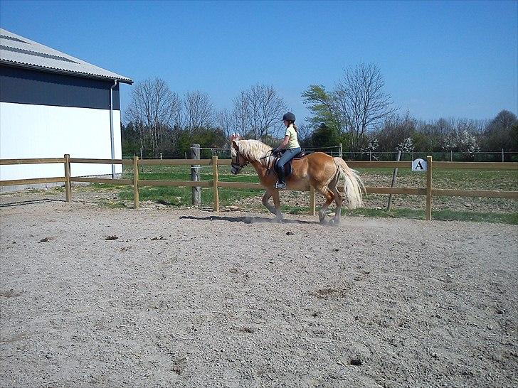 Haflinger Amadeo - Amadeo og min søster billede 5