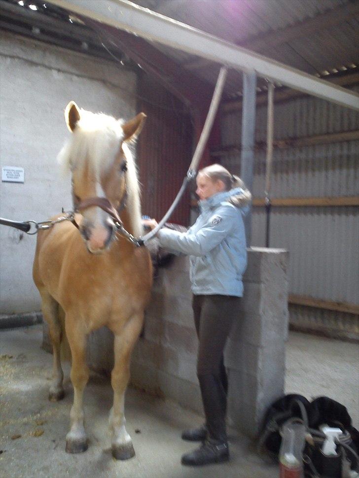 Haflinger Amadeo - hygge :) billede 6