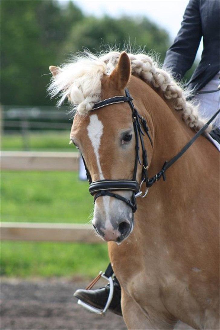 Haflinger Amadeo - bette skid og jeg til vores første stævne :) billede 7