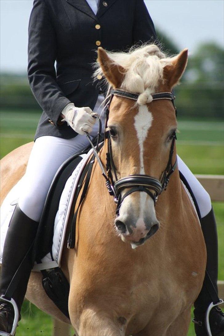 Haflinger Amadeo - Basse og mig :) billede 10