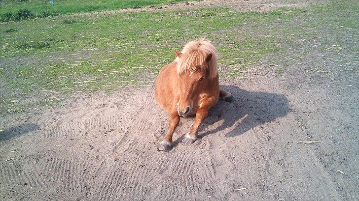 Shetlænder luckas - så stræker vi ud  billede 10