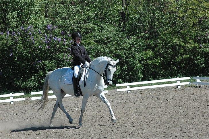 Tysk Sportspony Freja *SOLGT* :'( - Fantastiske dig!!!
(Kragelund 2011) billede 3