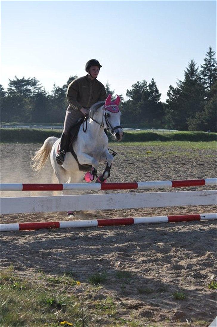 Anden særlig race (OX) Møgelvang's Magi!<3SOLGT!<3 - (Y´ billede! :*<3 billede 16