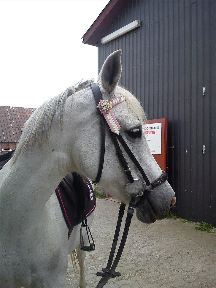 Anden særlig race (OX) Møgelvang's Magi!<3SOLGT!<3 - Skønheden selv! :*<3 billede 17