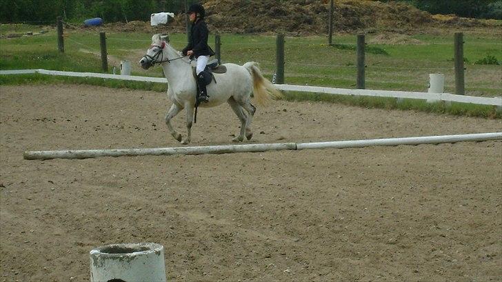 Welsh Mountain (sec A) Maylie Melissa - solgt - Stef til stævne på Lissen  billede 13