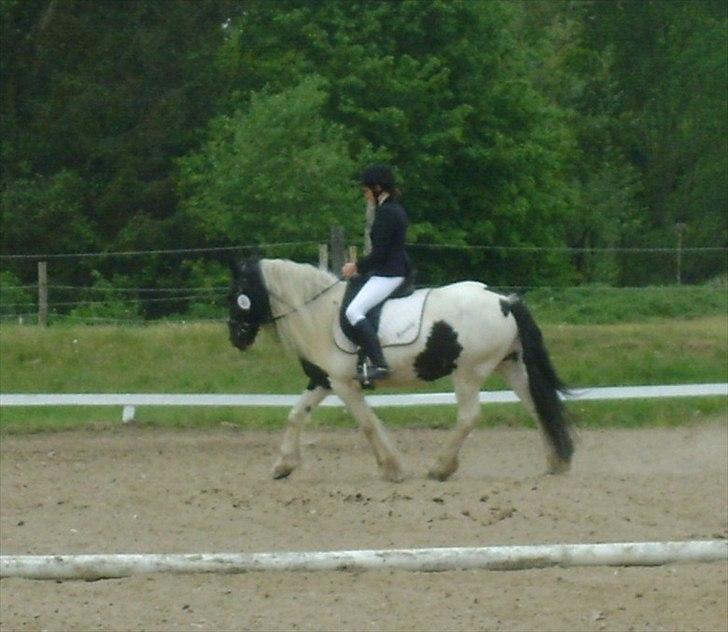 Irish Cob Holms  Emmely billede 9