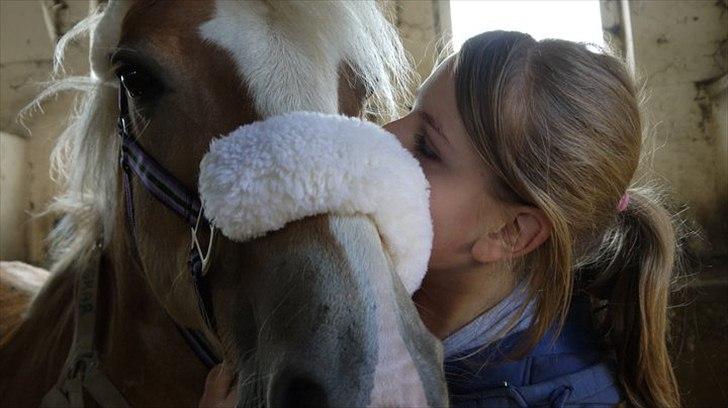 Haflinger Oscar ~Du er guld værd, min ven.~ billede 4