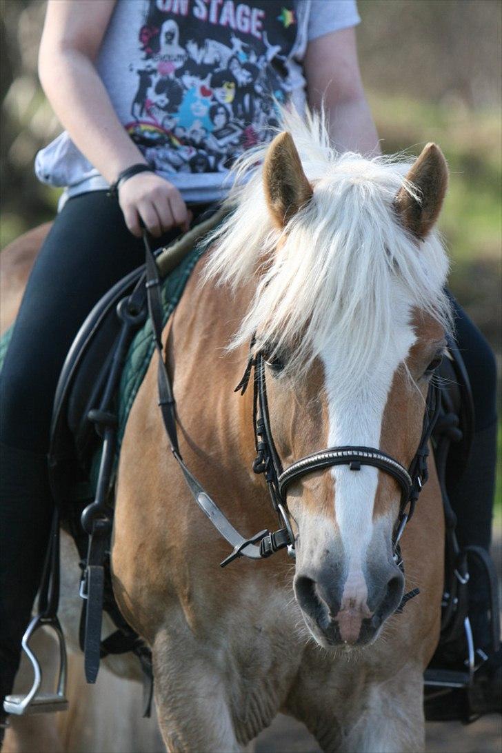 Haflinger Oscar ~Du er guld værd, min ven.~ - billede: AM billede 6