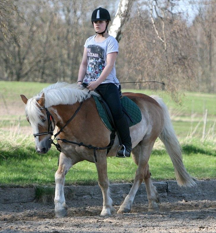 Haflinger Oscar ~Du er guld værd, min ven.~ - billede: AM billede 7