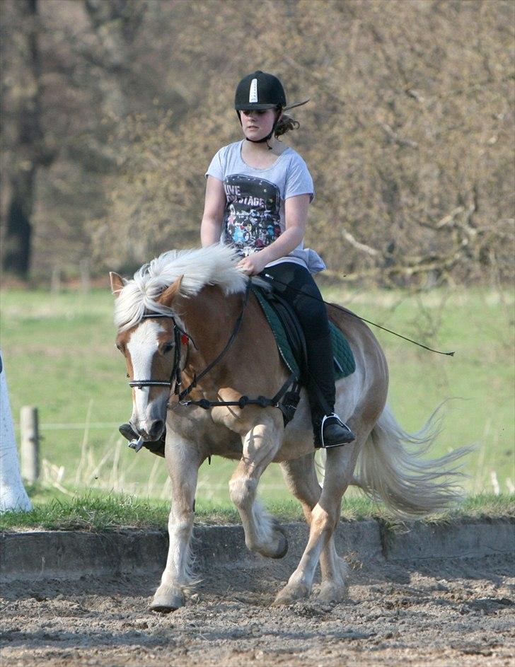 Haflinger Oscar ~Du er guld værd, min ven.~ - billede: AM billede 8