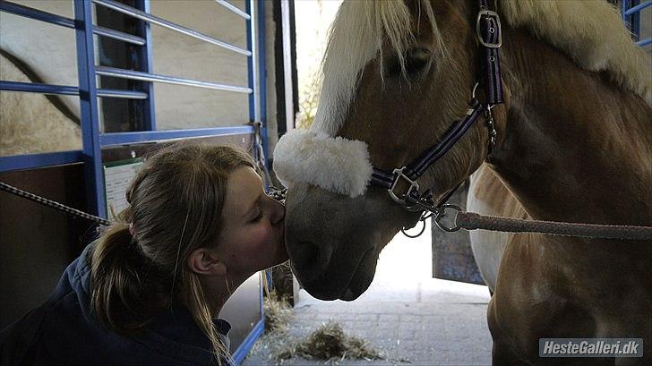 Haflinger Oscar ~Du er guld værd, min ven.~ billede 9