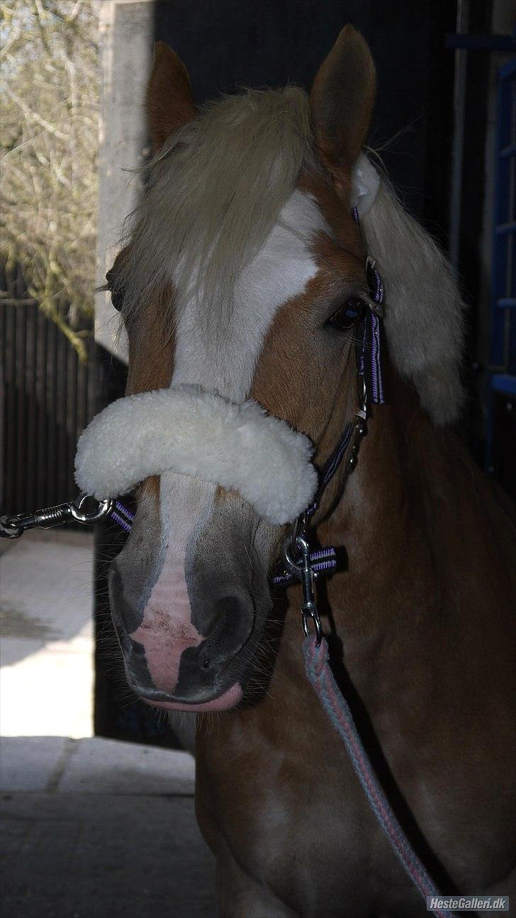 Haflinger Oscar ~Du er guld værd, min ven.~ billede 10
