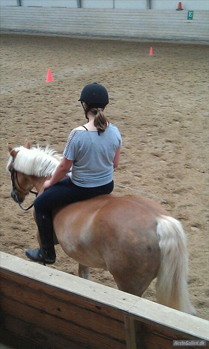 Haflinger Oscar ~Du er guld værd, min ven.~ billede 12