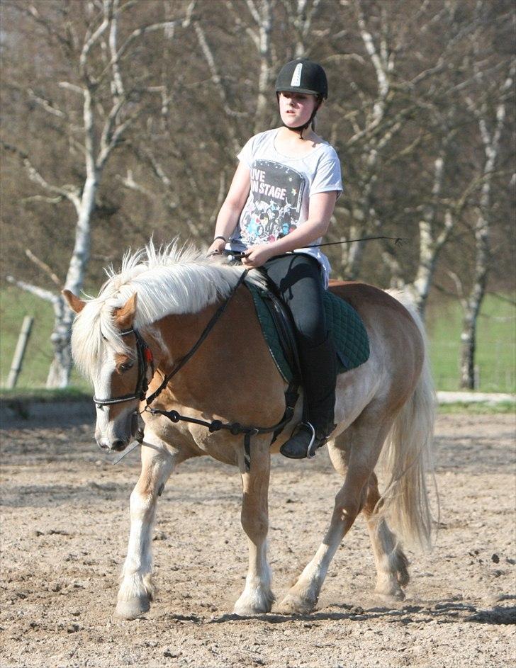 Haflinger Oscar ~Du er guld værd, min ven.~ - billede: AM billede 16