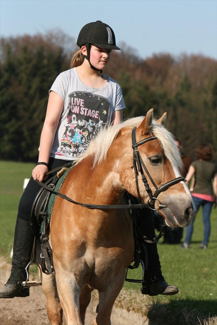 Haflinger Oscar ~Du er guld værd, min ven.~ - billede: AM billede 17
