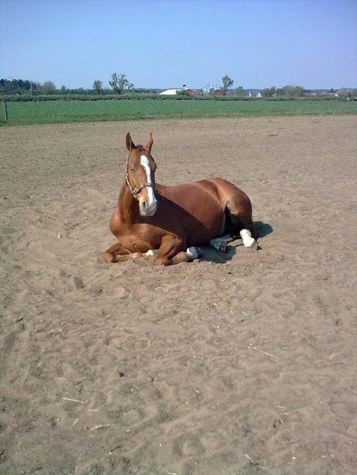 Dansk Varmblod Victor - Victor tager lige en slapper på folden! <3 :-D 

Sommer 2011.

Foto: Mor. billede 8