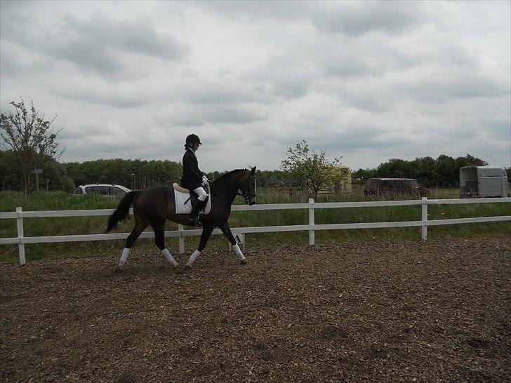 Anden særlig race Hera - Følle & Jeg stævne i Jelling. ♥ 
 billede 4