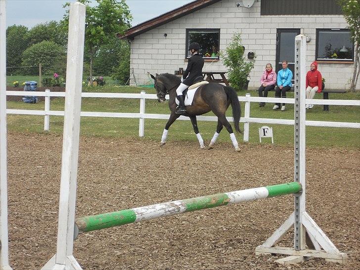 Anden særlig race Hera - Følle & Jeg stævne i Jelling.♥ 
 billede 6