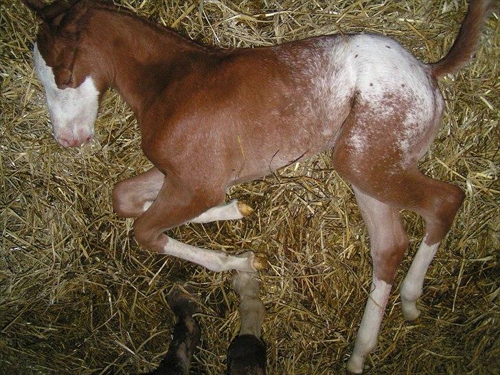 Appaloosa Hellmoose Conclusion billede 1