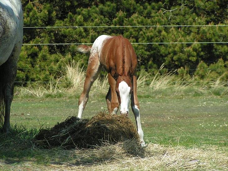 Appaloosa Hellmoose Conclusion billede 3