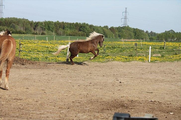 Islænder Prinsessa!<3(Solgt) billede 15