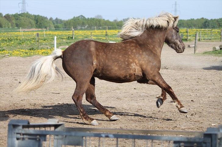 Islænder Prinsessa!<3(Solgt) billede 16